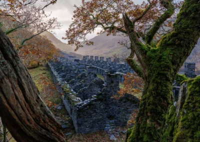 A detailed view of the repeating slate chimney stacks of the Anglesey Barracks ruins seen behind a mossy tree trunk.