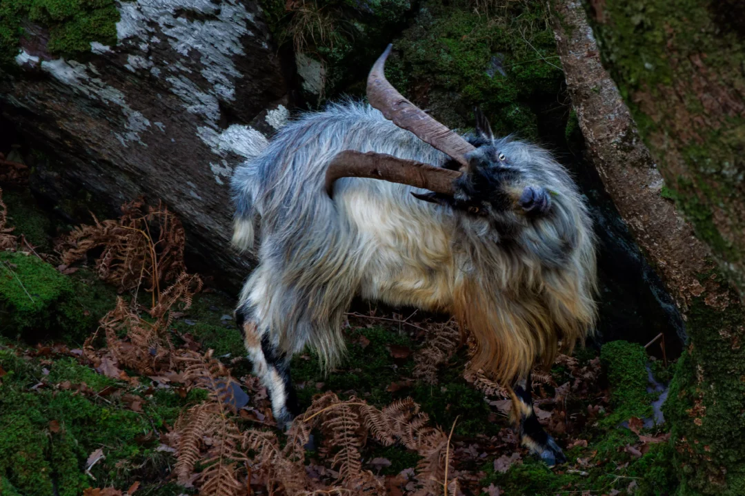 A shaggy, light-grey feral goat with large, sweeping horns standing on a rocky, moss-covered hillside.