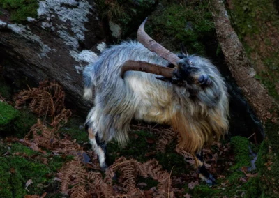 A shaggy, light-grey feral goat with large, sweeping horns standing on a rocky, moss-covered hillside.