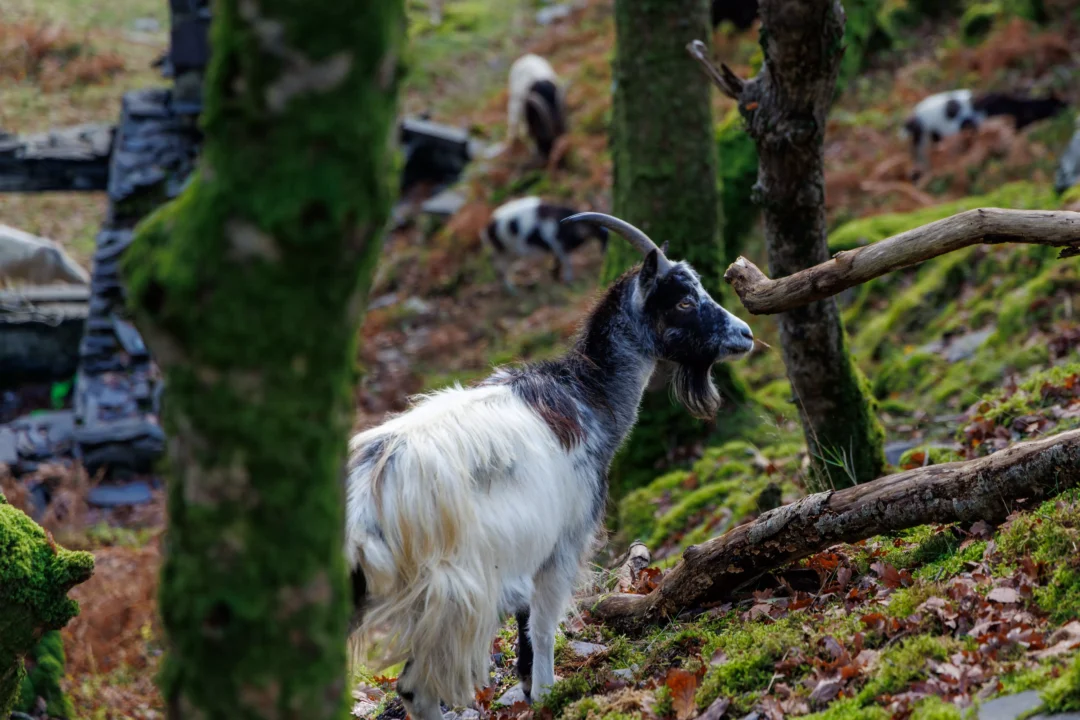 A black and white feral goat standing on a mossy, leaf-covered slope in a woodland at Dinorwig Quarry.