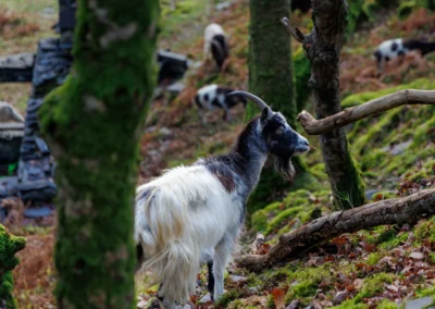 A black and white feral goat standing on a mossy, leaf-covered slope in a woodland at Dinorwig Quarry.