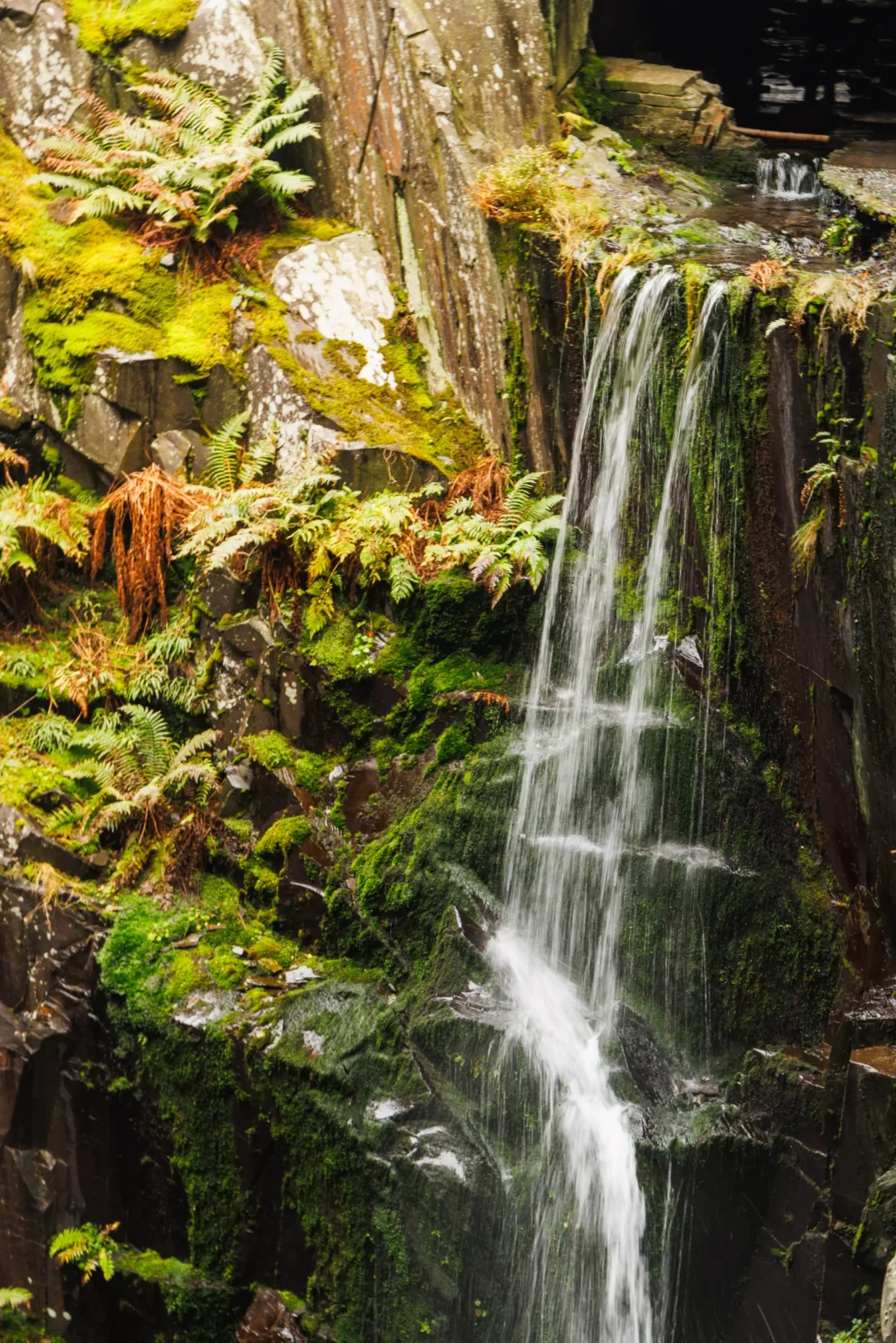 A vertical shot of a small waterfall trickling over dark slate rocks covered in lush green moss and ferns.