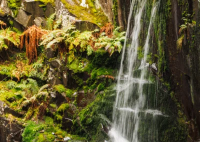 A vertical shot of a small waterfall trickling over dark slate rocks covered in lush green moss and ferns.