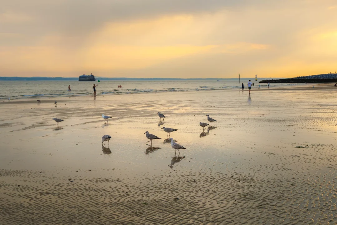 Southsea Gulls Feeding Beach Dusk, Southsea and Old Portsmouth, Hampshire