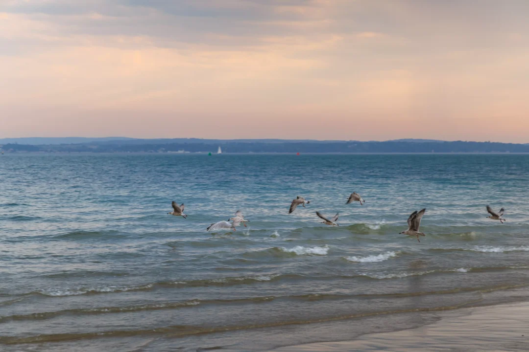Southsea Gulls Gliding Solent Waves, Southsea and Old Portsmouth, Hampshire