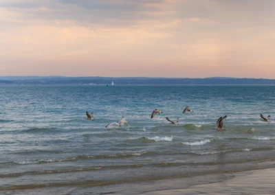 A small flock of seagulls flies low over gentle turquoise waves with the distant coastline under a soft sky.