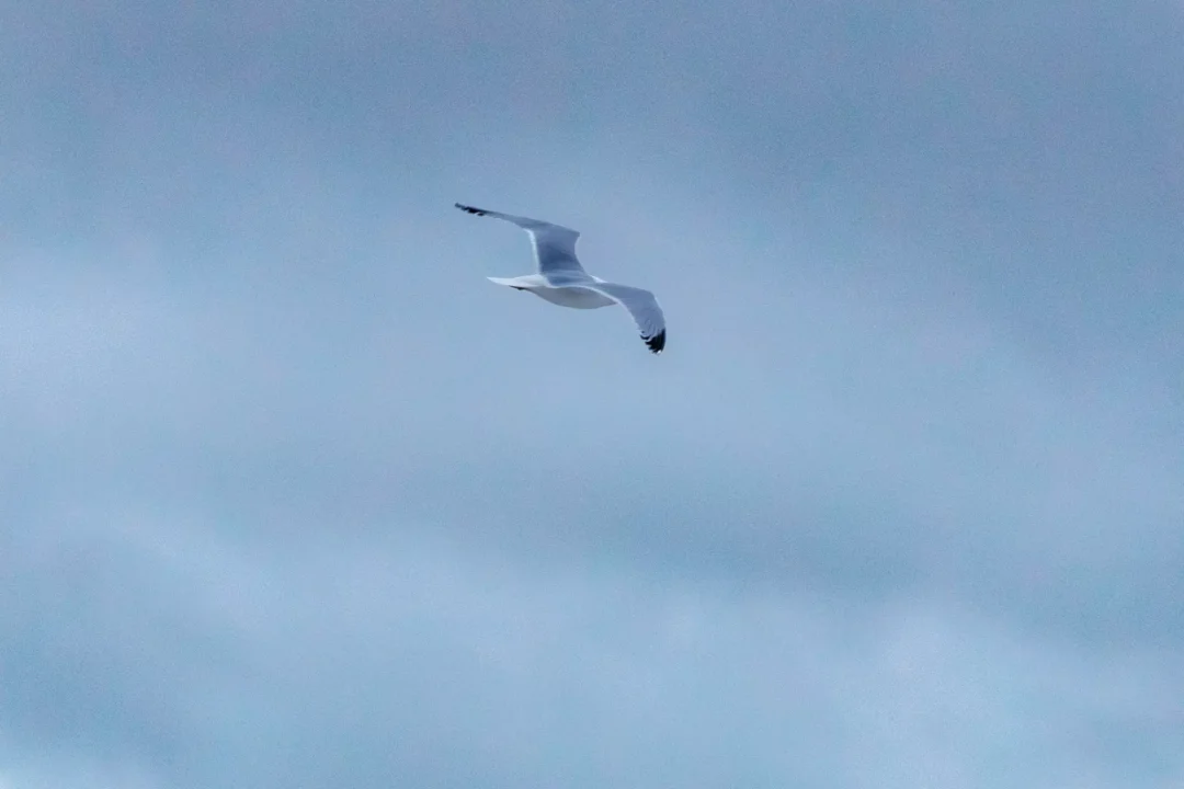 Southsea Lone Gull Moody Sky, Southsea and Old Portsmouth, Hampshire