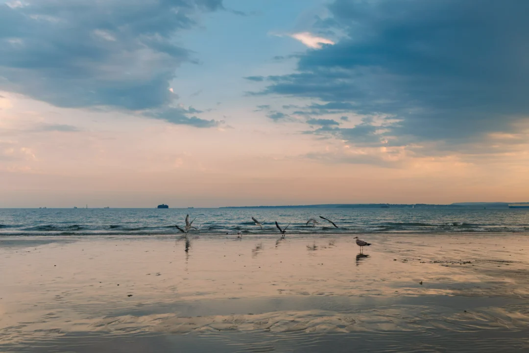 Southsea Gulls Gathering Wet Sand, Southsea and Old Portsmouth, Hampshire