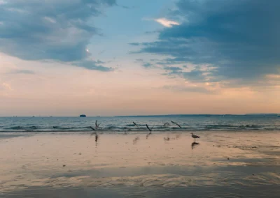 Seagulls stand and fly along the shoreline as the sunset casts a soft golden and blue reflection across the wet sand.