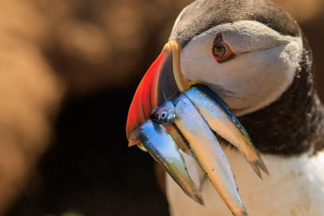Puffin Extreme Close Up With Sand Eels Skomer Island, Skomer Island, Pembrokeshire