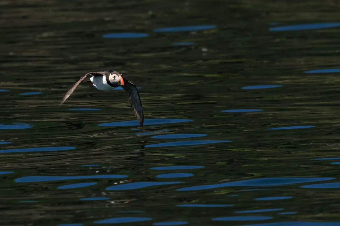 Puffin Flying Low Over Dark Water Skomer Island, Skomer Island, Pembrokeshire