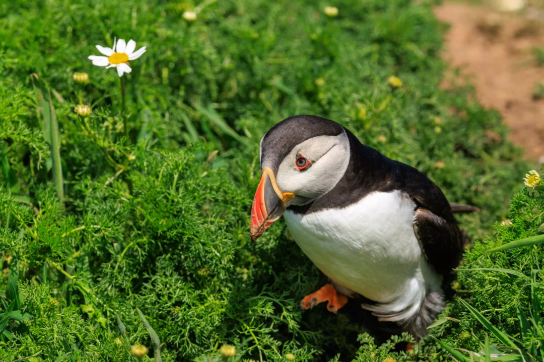Puffin In Wildflowers Skomer Island, Skomer Island, Pembrokeshire