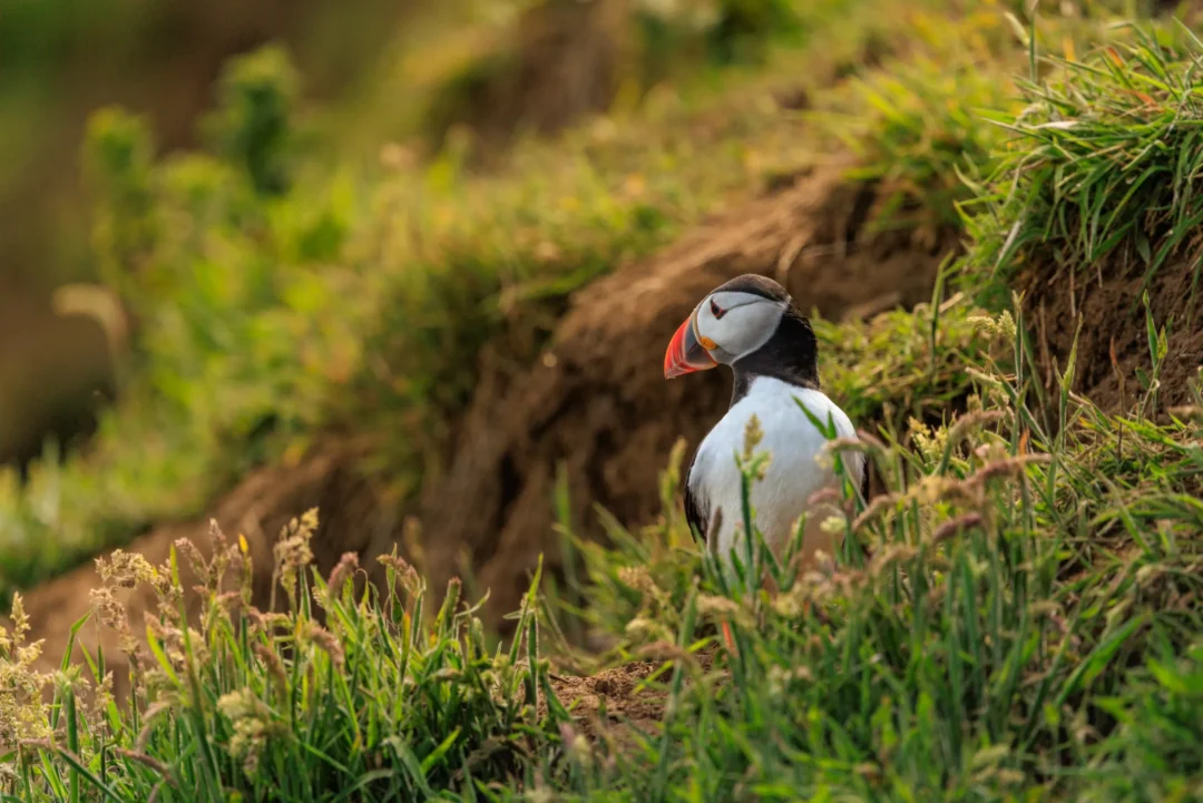 Puffin At Grassy Burrow Skomer Island, Skomer Island, Pembrokeshire