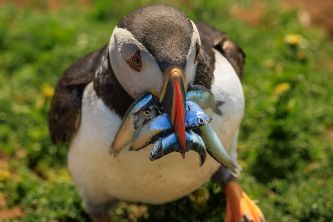 Puffin With Sand Eels On Grass Skomer Island, Skomer Island, Pembrokeshire