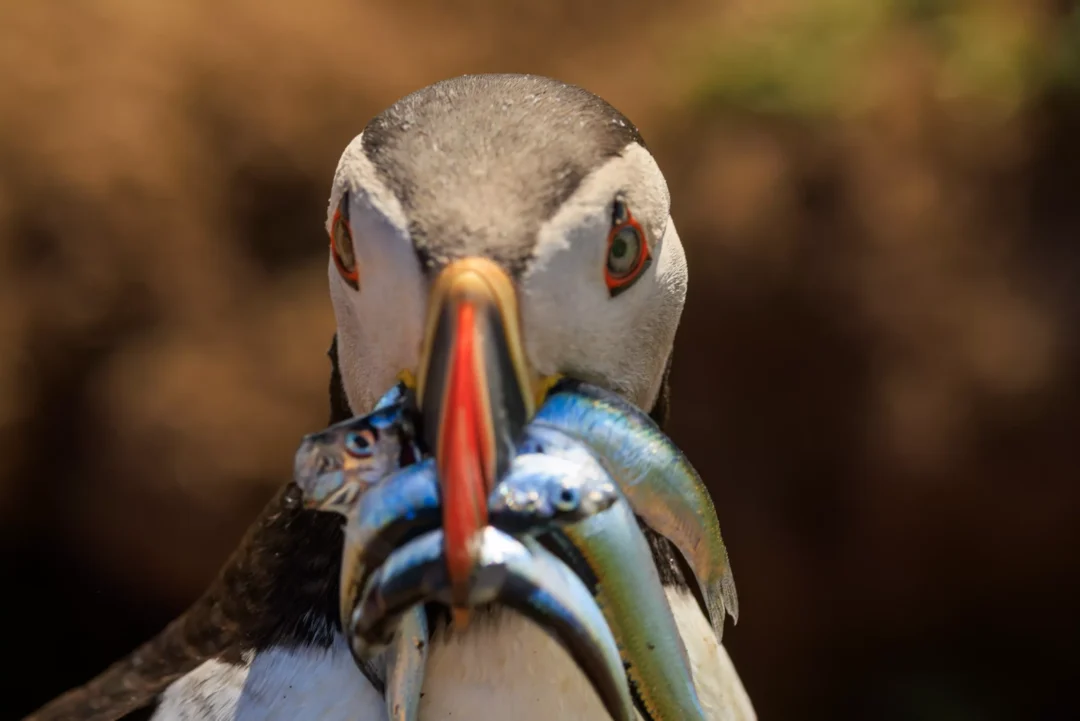 Puffin Front Portrait Beak Full Of Fish Skomer Island, Skomer Island, Pembrokeshire