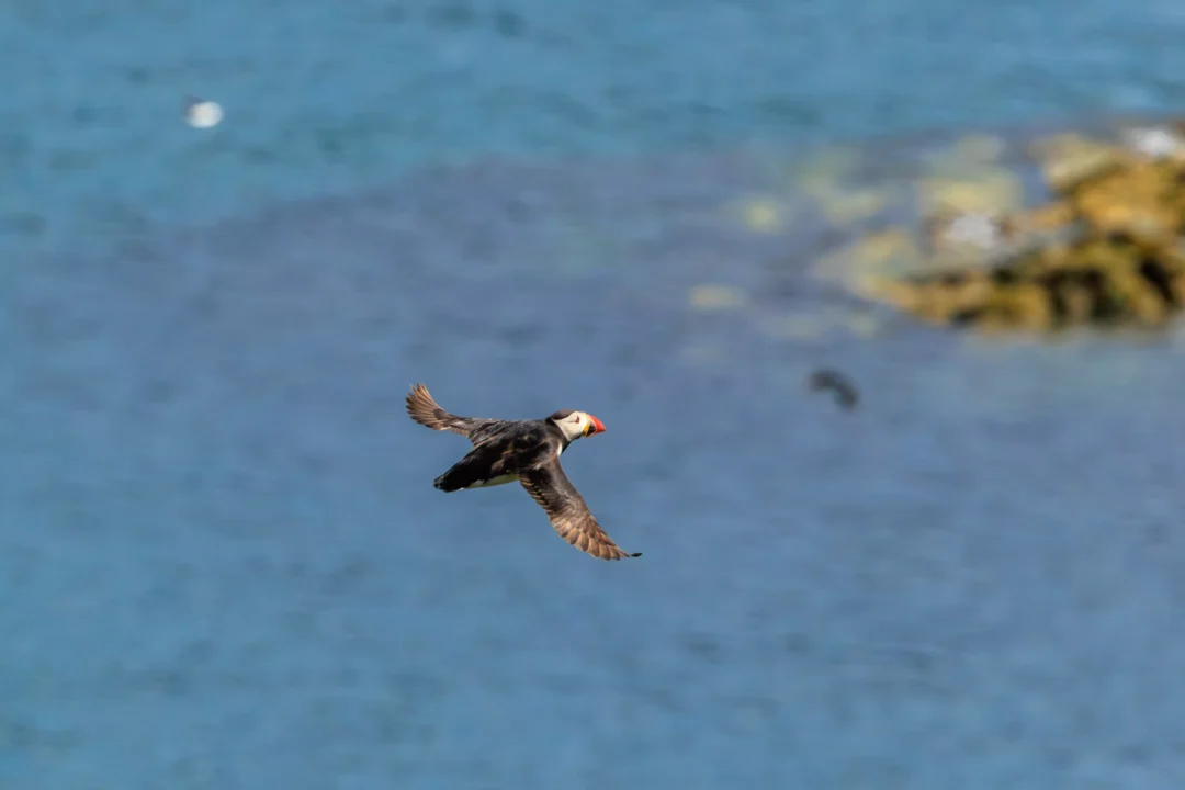 Puffin Gliding Over Sea Skomer Island, Skomer Island, Pembrokeshire