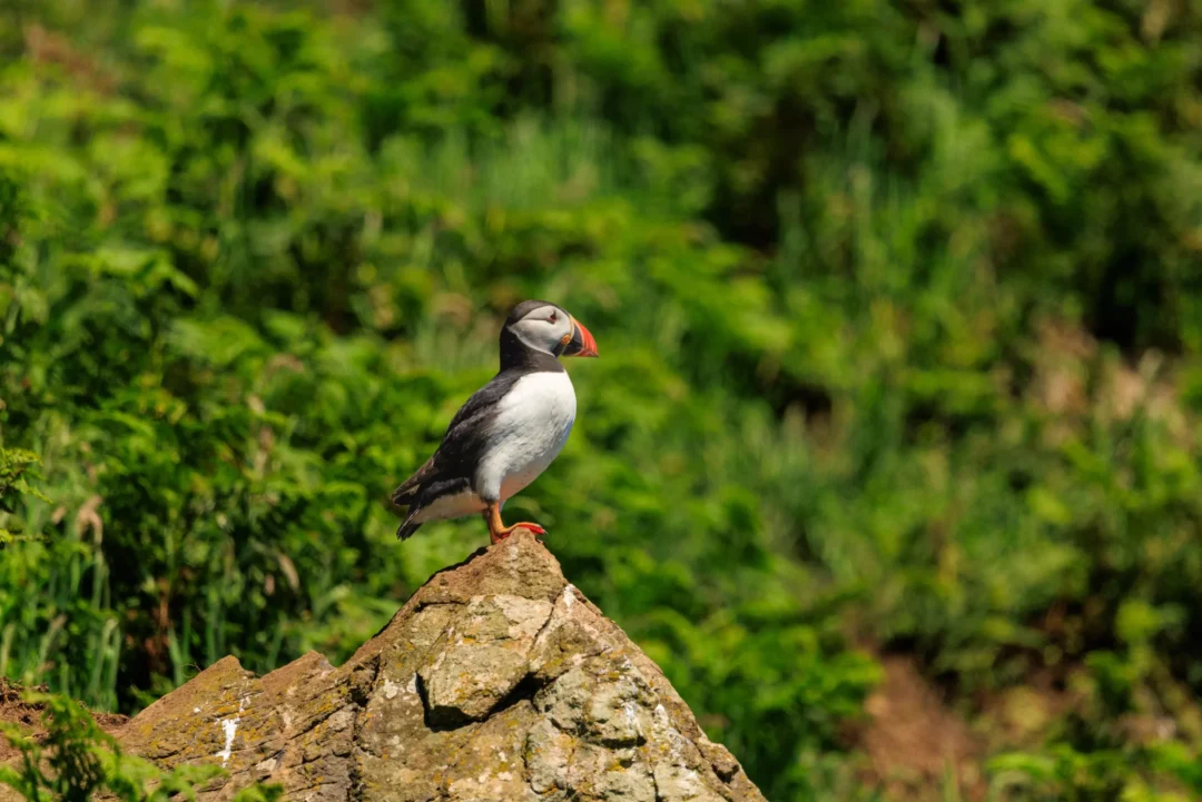 Puffin On Rocky Outcrop Skomer Island, Skomer Island, Pembrokeshire