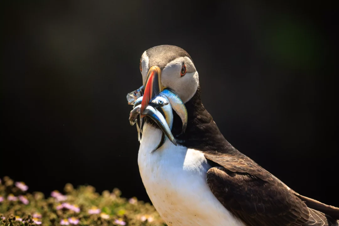 Puffin Among Sea Thrift Skomer Island, Skomer Island, Pembrokeshire