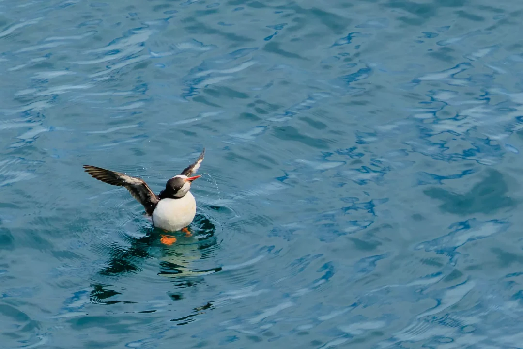 Puffin Splashing In Ocean Skomer Island, Skomer Island, Pembrokeshire