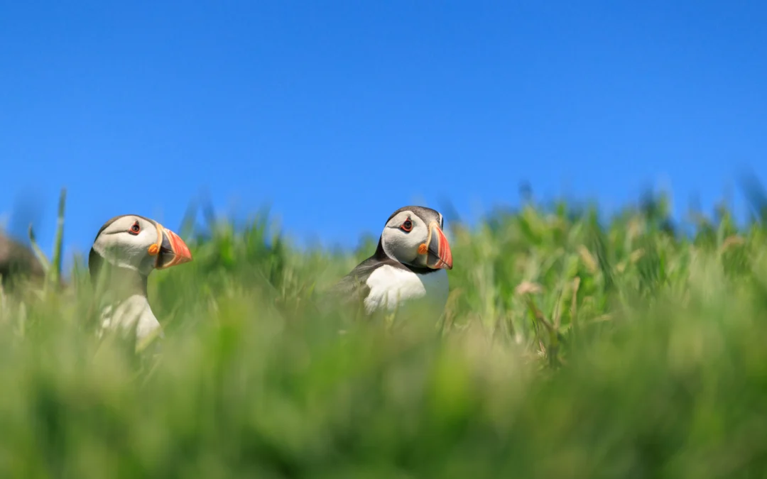 Skomer Puffin photography