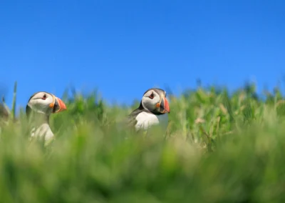 Skomer Puffin photography