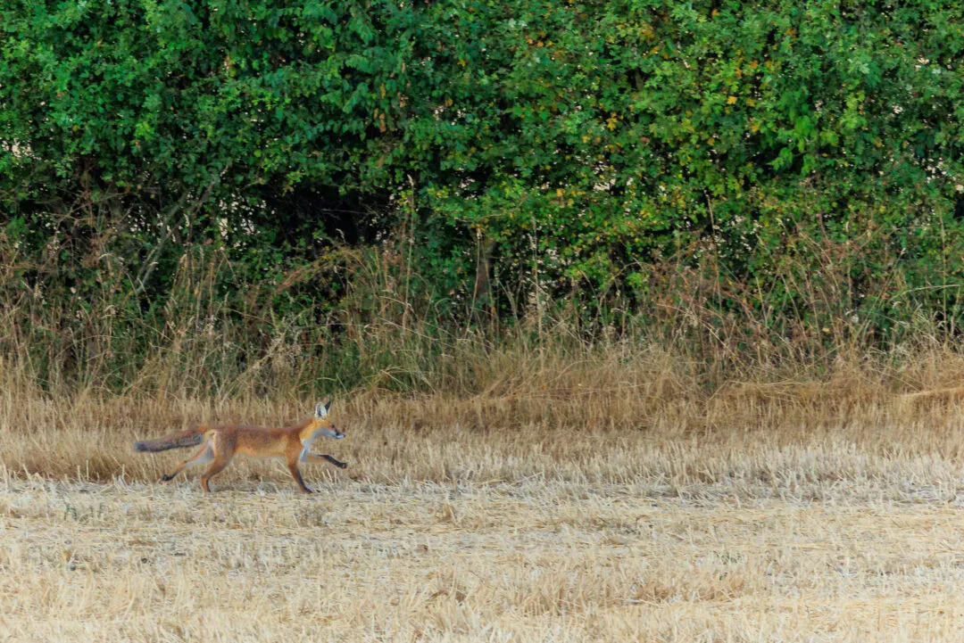 Fox trotting across a stubble field, Abingdon, Oxfordshire
