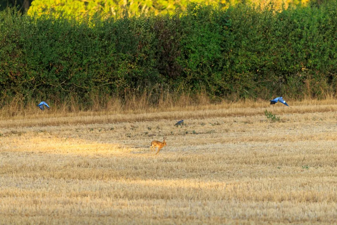 Hare leaping with pigeons in flight, Abingdon, Oxfordshire