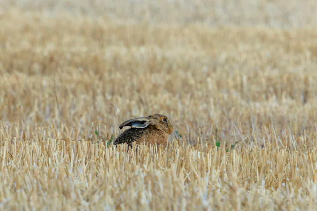 Hare portrait in a stubble field, Abingdon, Oxfordshire