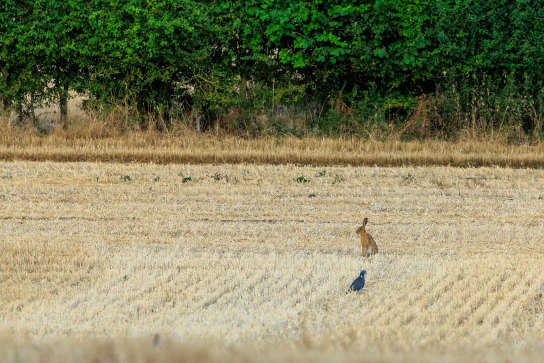 Hare and wood pigeon in a field, Abingdon, Oxfordshire