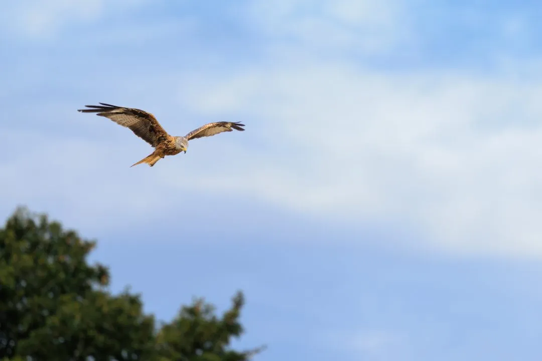 Red kite diving past a treetop, Abingdon, Oxfordshire