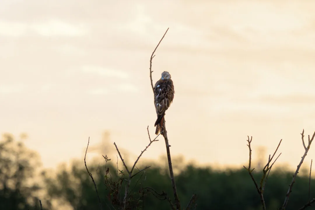 Red kite silhouette at dusk, Abingdon, Oxfordshire