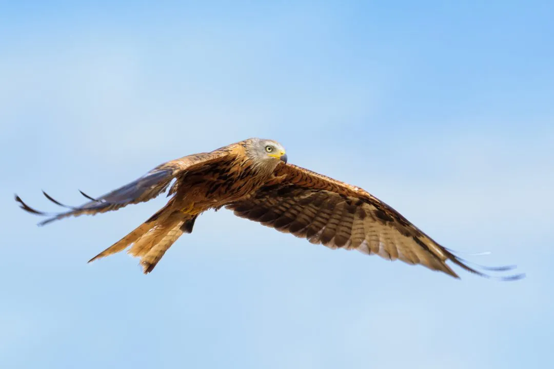 Red kite in flight against blue sky, Abingdon, Oxfordshire