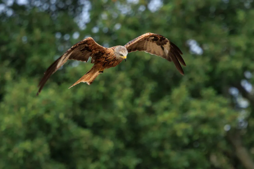 Red kite in flight, close wingspan, Abingdon, Oxfordshire