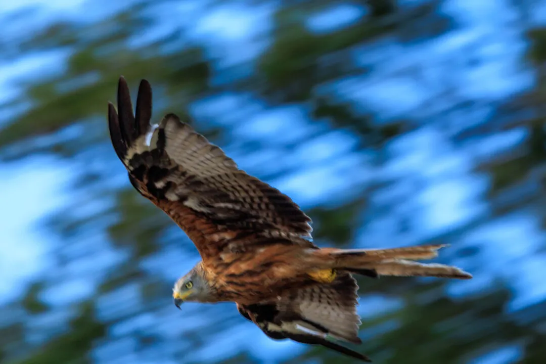 Red kite in flight with wings raised, Abingdon, Oxfordshire