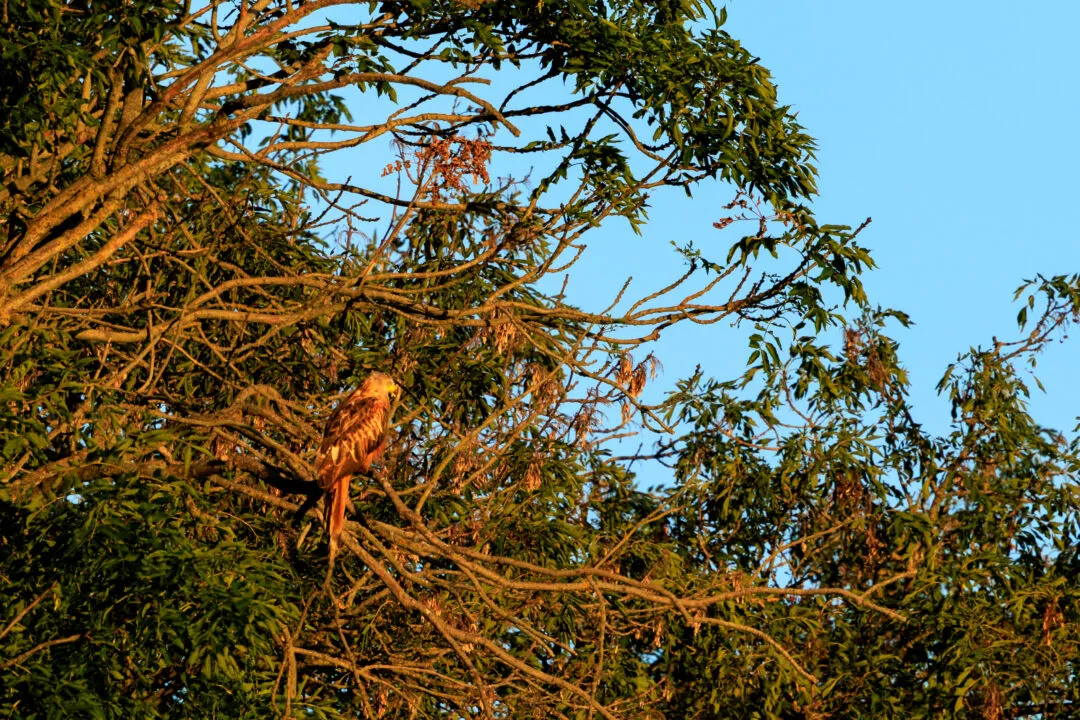 Red kite perched in golden light, Abingdon, Oxfordshire