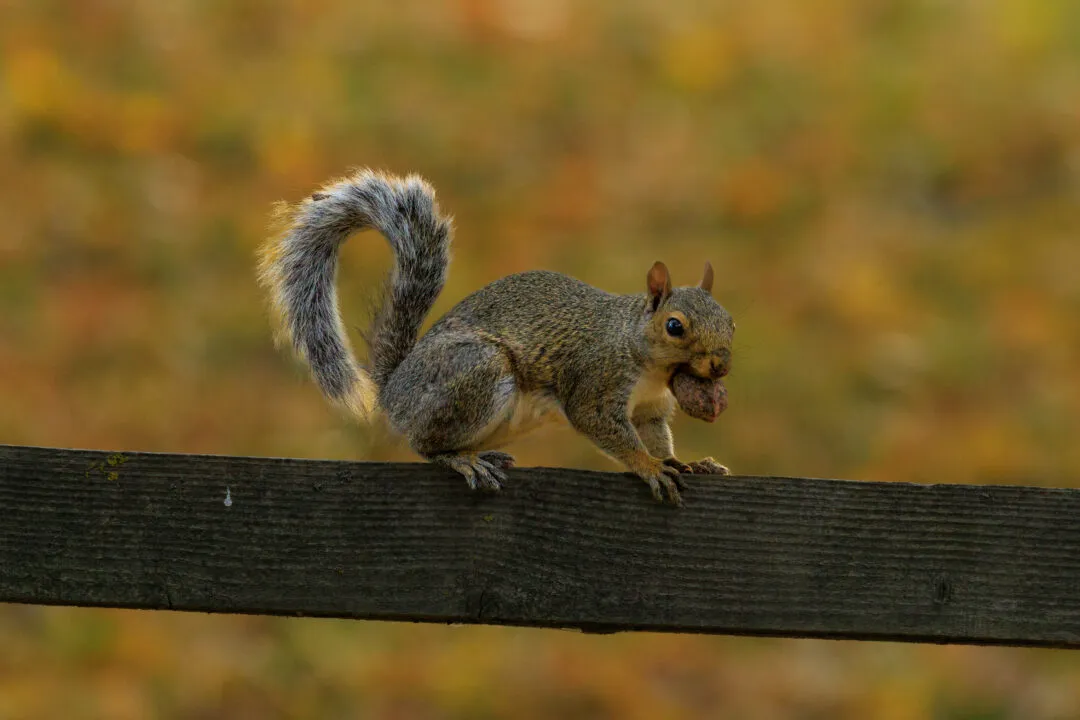 Squirrel with a nut on a fence rail, Abingdon, Oxfordshire