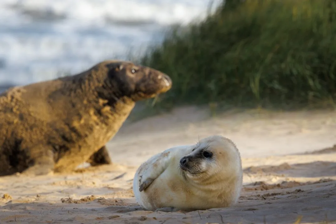 Adult seal and pup