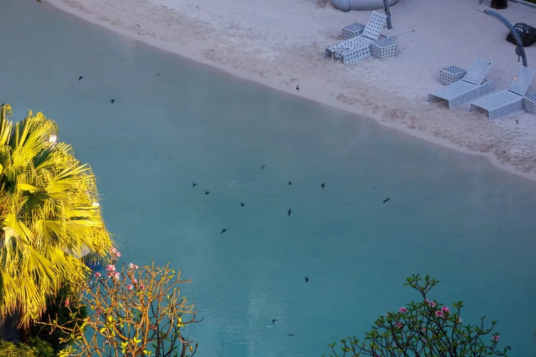 Aerial birds skimming lagoon manila