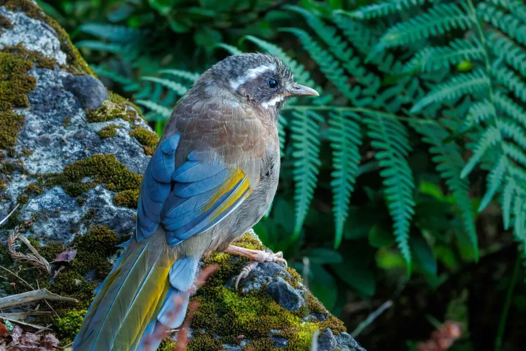 Colourful mountain bird on a mossy rock among ferns, Alishan, Taiwan