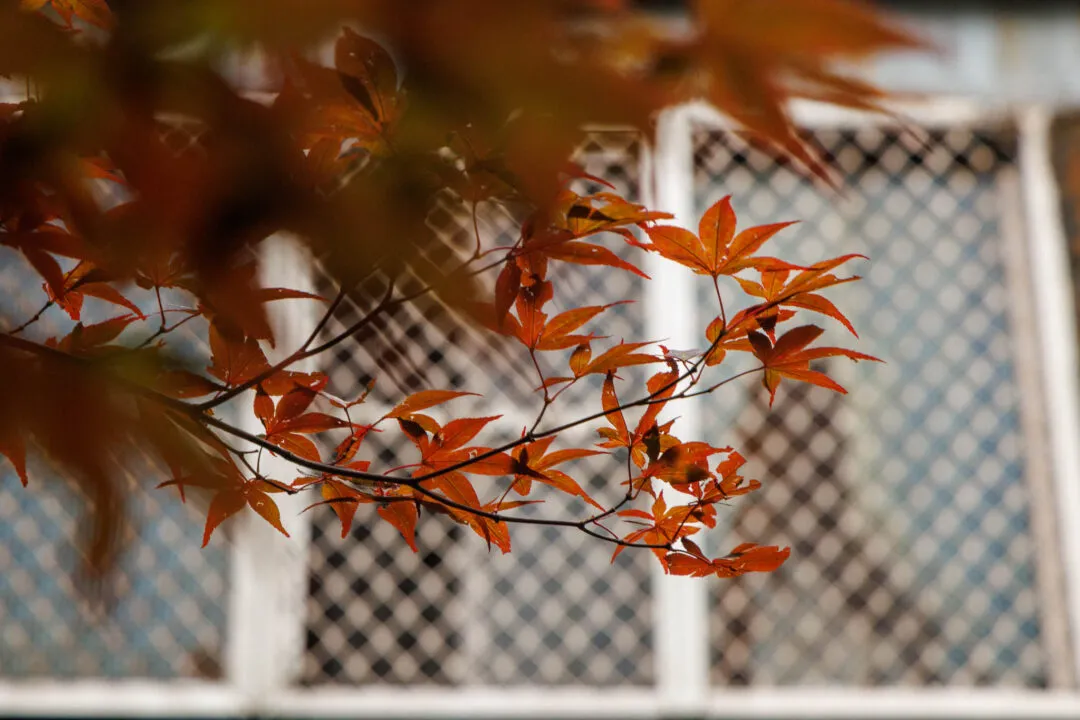 Red Japanese maple leaves against a white lattice backdrop, Alishan, Taiwan
