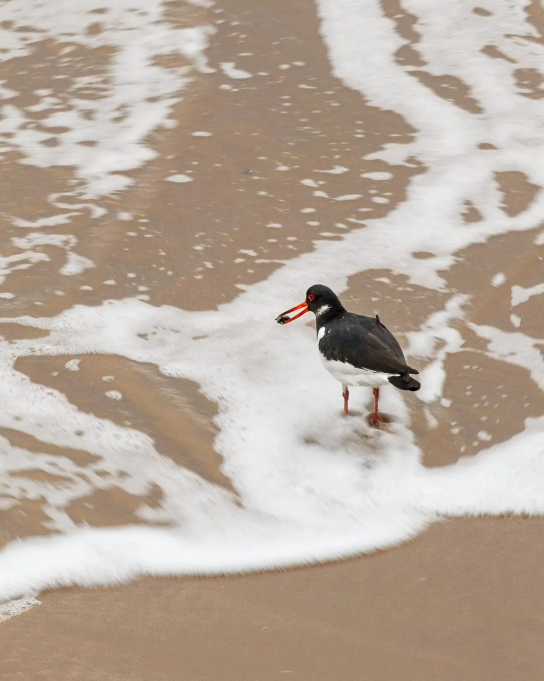 Anglesey llanddwyn beach oystercatcher