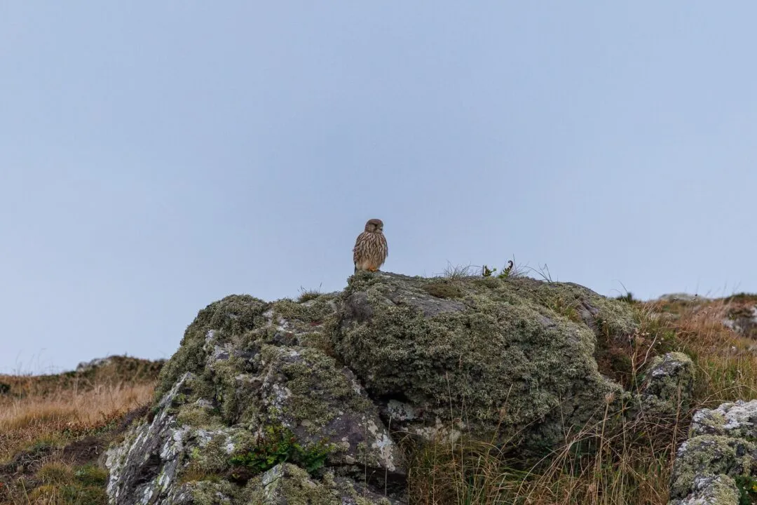 Anglesey llanddwyn kestrel portrait