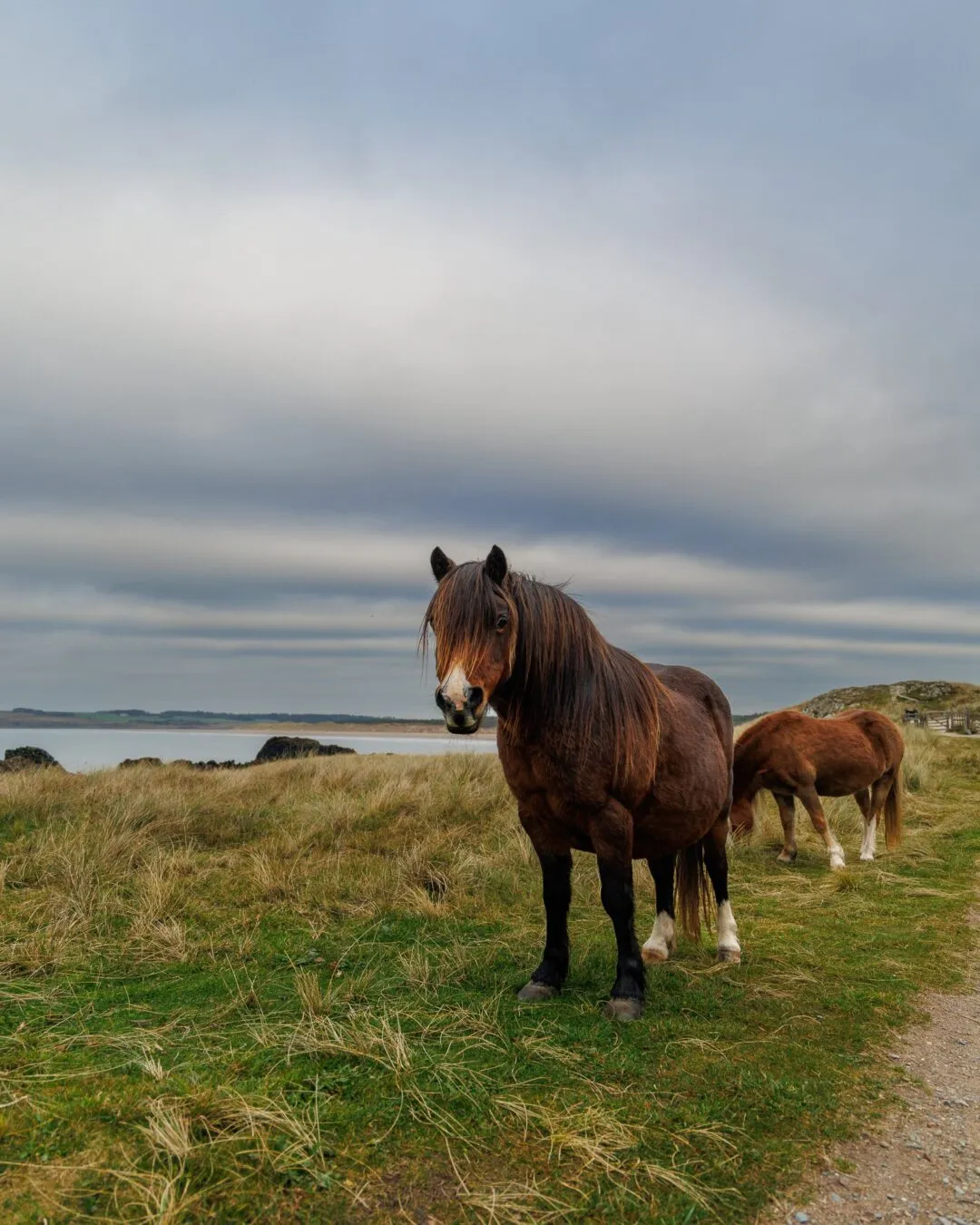 Anglesey llanddwyn wild ponies coast
