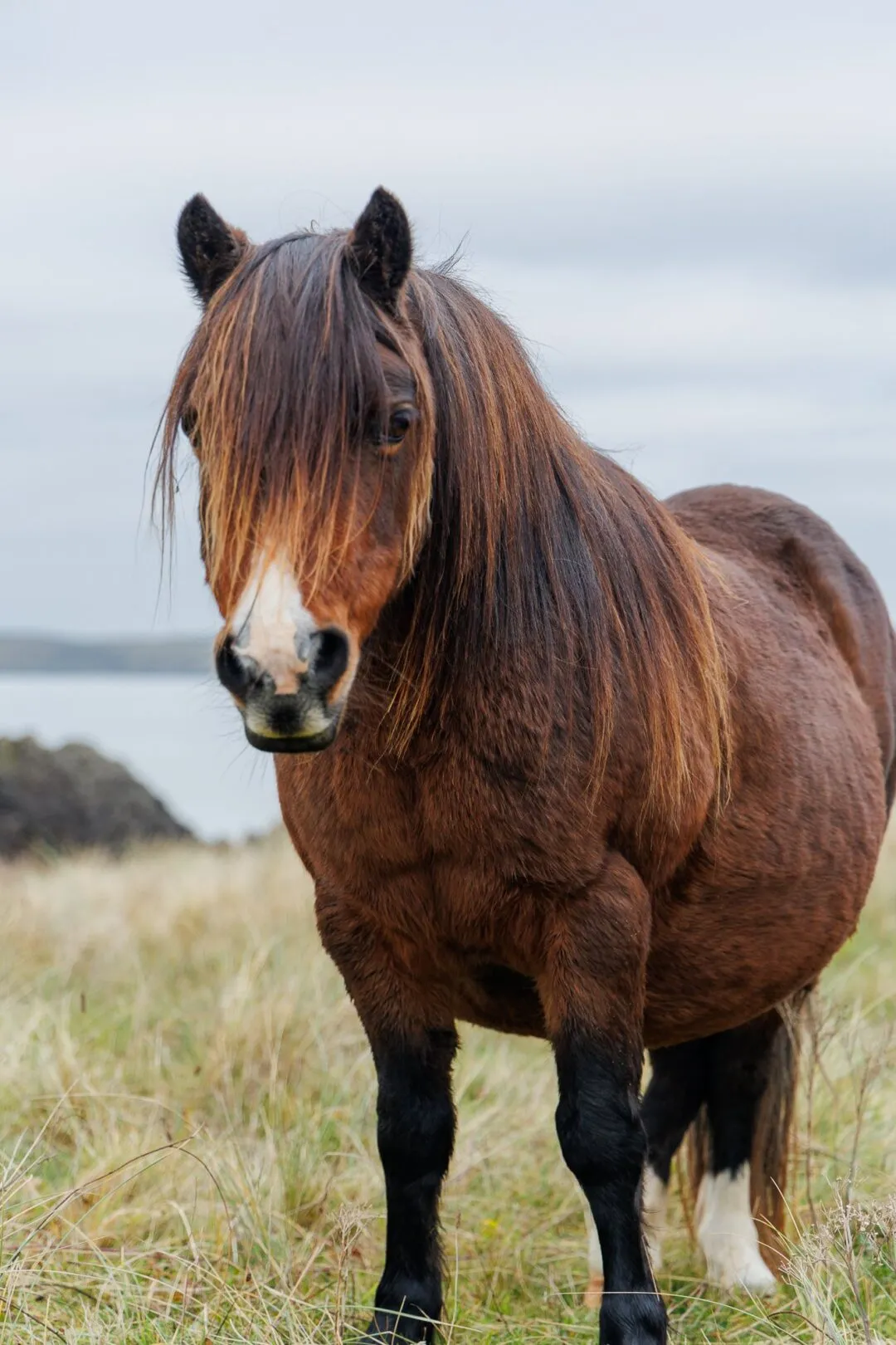Anglesey llanddwyn wild pony portrait