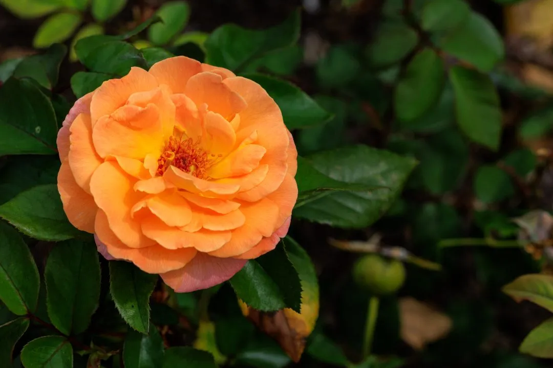 Apricot Orange Rose Bloom, Portsmouth