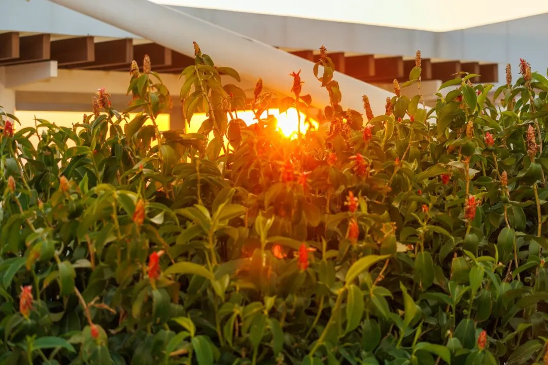 Backlit flowers sun flare manila