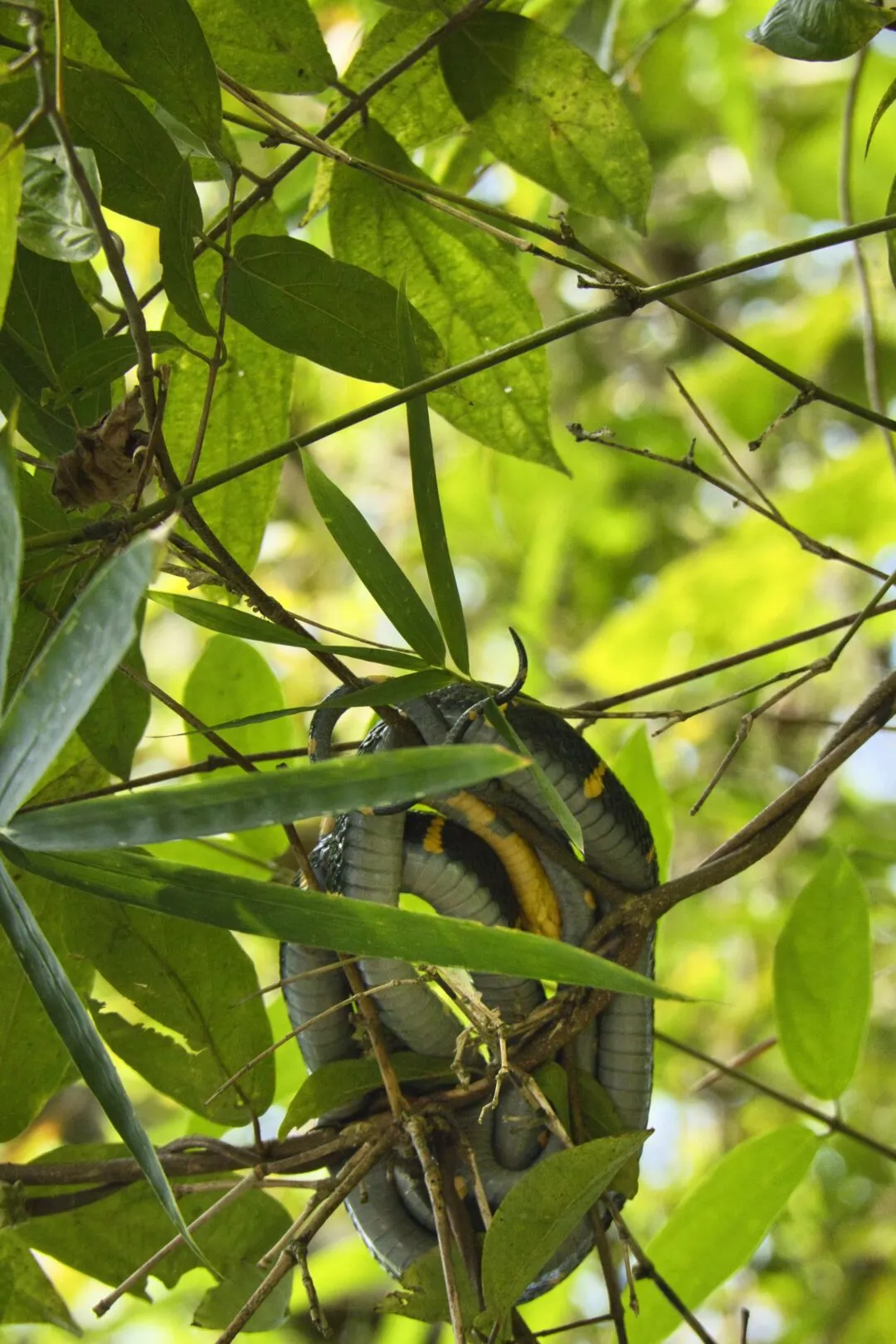 A banded snake coiled among jungle vines and green foliage in Thailand.