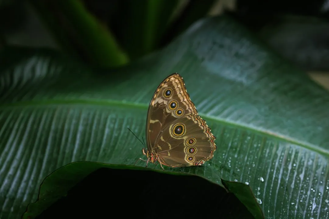 Blue Morpho Butterfly Eyespot Detail, Portsmouth