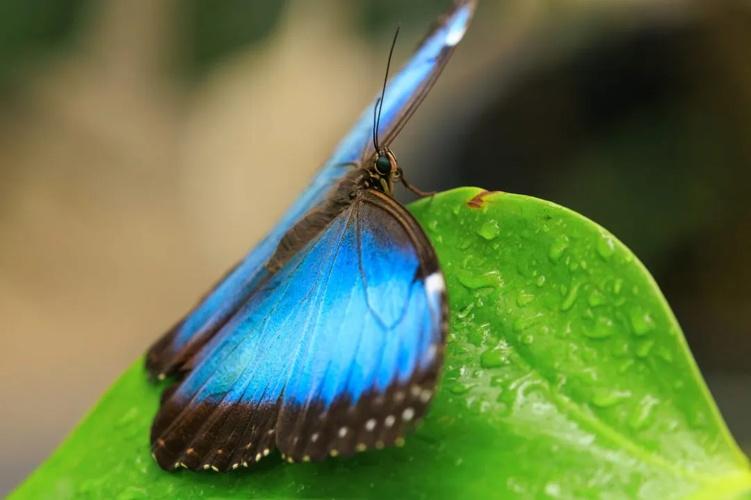 Blue Morpho Butterfly on Leaf With Raindrops, Portsmouth