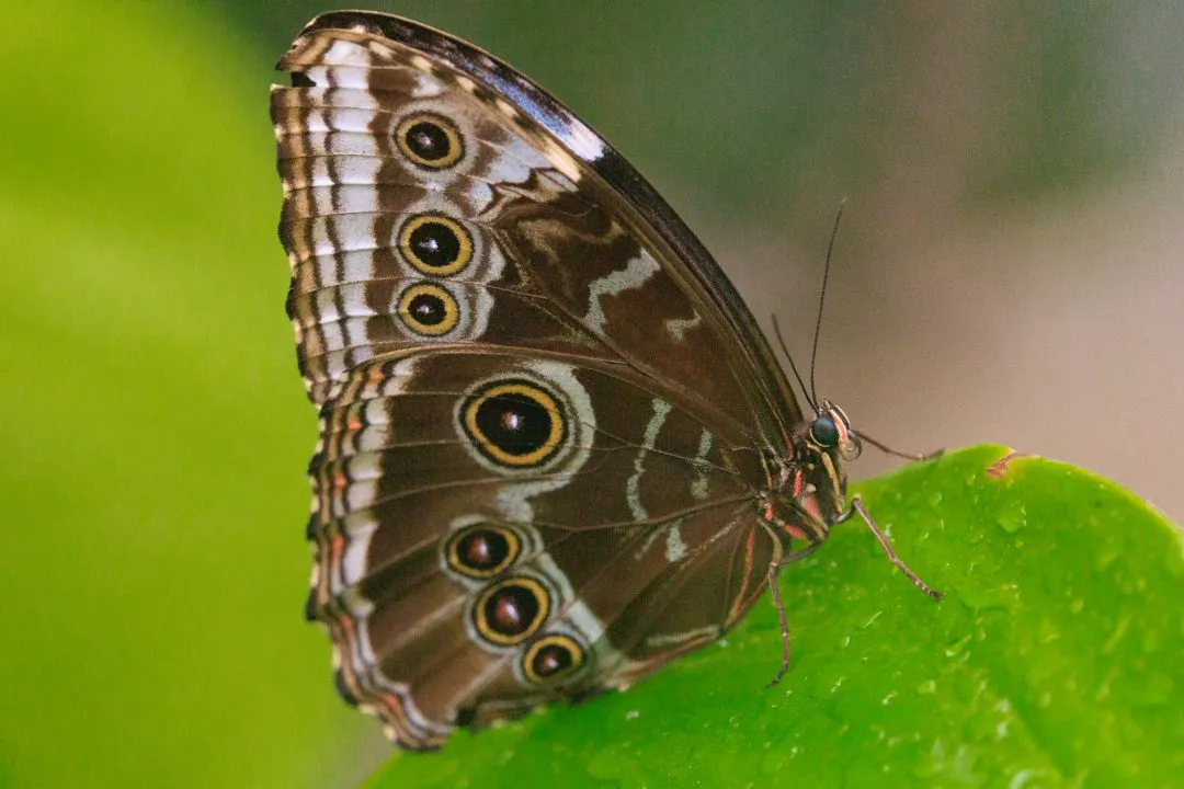 Blue Morpho Butterfly Profile Blue Wing Sliver, Portsmouth